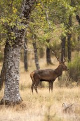 Red deer stag in the forest - Sierra Madrona Spain