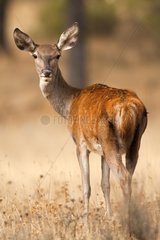 Red deer hind in a clearing- Sierra Madrona Spain