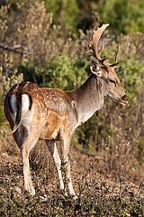 Male Fallow Deer in forest - Sierra de Cazorla Spain