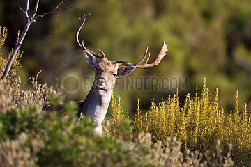Male Fallow Deer in bush - Sierra de Cazorla Spain