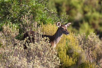 Female Fallow Deer in bush - Sierra de Cazorla Spain