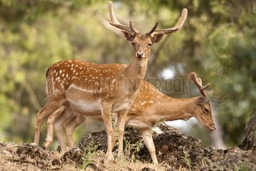 Male Fallow Deers - Sierra de Cazorla Spain