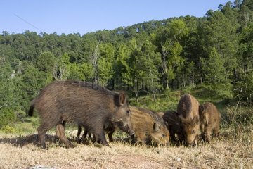 Family of Wild Boars - Sierra de Cazorla Spain