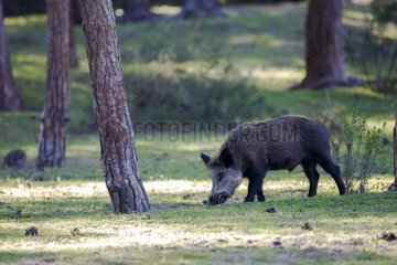 Male Wold Boar in undergrowth - Donana Spain