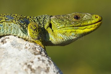 Portrait of male Ocellated lizard on a rock - Aragon Spain