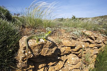 Male Ocellated lizard on a rock - Aragon Spain