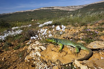 Female Ocellated lizard on a rock - Aragon Spain