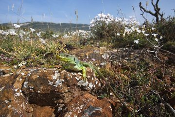 Female Ocellated lizard on a rock - Aragon Spain