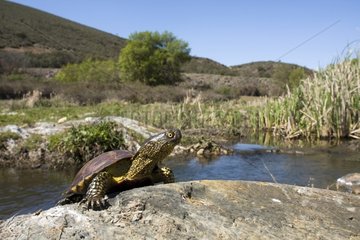 European Pond Turtle on the bank - Castile-La Mancha Spain