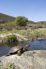 European Pond Turtle on the bank - Castile-La Mancha Spain