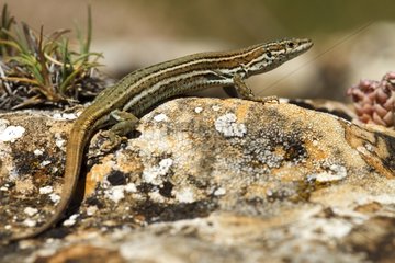 Iberian Wall Lizard on rock - Aragon Spain