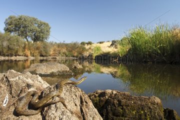 Viperine Water Snake on the bank - Alcudia Valley Spain