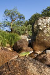 Schreiber's Green Lizard on rock - Valley of the Jerte Spain