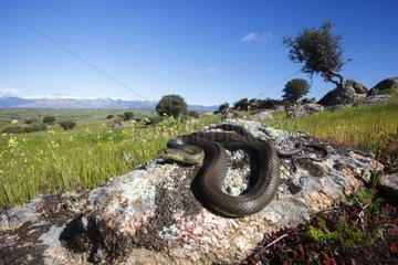 Montpellier snake on rock - Guadarrama Spain