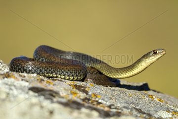 Montpellier snake on rock - Spain