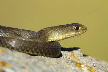 Portrait of Montpellier snake on rock - Spain