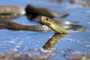 Montpellier snake in water - Spain
