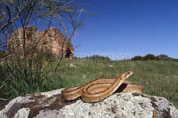 Ladder Snake on rock - Sierra Madrona Spain