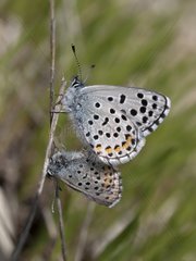 Coupling of Baton Blue in the spring Herault France