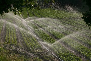 Irrigation of a piece of truck farming June Vaucluse France [AT]