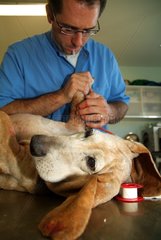 Veterinary surgeon posing a catheter on a fawn-coloured Basset hound