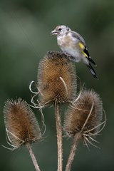 Young Goldfinch on a Teasel United-Kingdom