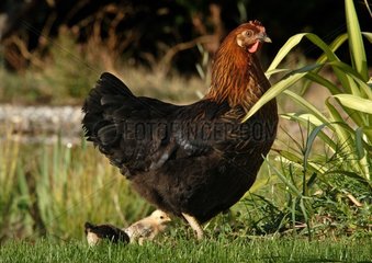 Hen and its chicks [AT]