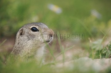 Tien Shan ground squirrel on the look-out Kyrgyzstan