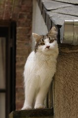 Eine She-Katze astet gegen die Seite eines Hauses yport