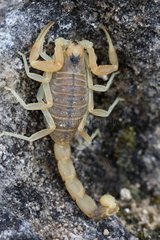 Yellow scorpion on a stone Vaucluse France