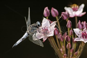 Dragonfly Pose auf Schnappring im Juni Frankreich blüht