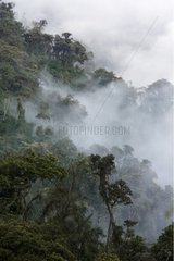 High elevation forest in the fog High Andes Ecuador