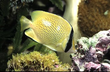 Poisson papillon citron nageant dans un aquarium