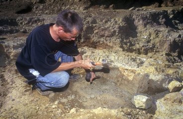 Extraction of a bone fossilized by paleontologists