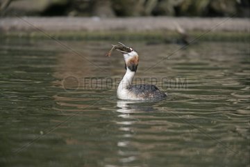 Great crested grebe eating a fish United-Kingdom