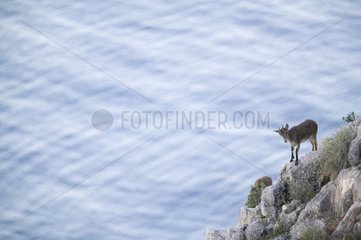 Young male Spanish Ibex on a rocky coast Spain