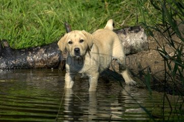 Young Labrador female 3 month old in water