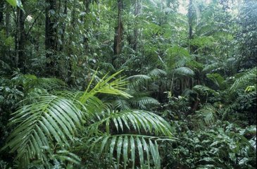 Sous bois d'une forêt tropicale Suriname
