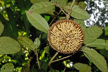 Nächtliche Wespnest Nest French Guayana