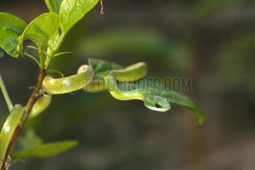 GrÃ¼ne Schlangen See Sandoval Amazon Peru