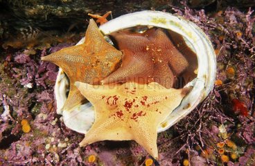 Bat Sea Stars feeding on a shell California USA