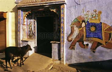 Sacred Cow in the streets of Bundi Rajasthan India