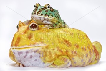 Albino Chacoan Horned Frog and type