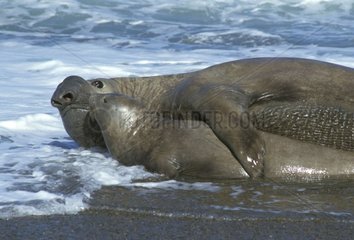 Accouplement d'Eléphant de mer du Sud Patagonie Argentine