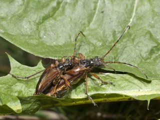 Variable Longhorn Beetle mating at spring Jura France