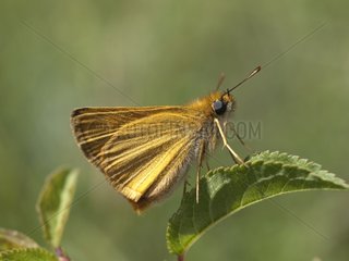 Small skipper on a sheet in the spring France