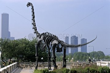 Brachiosaurier Skelett am Field Museum von Chicago