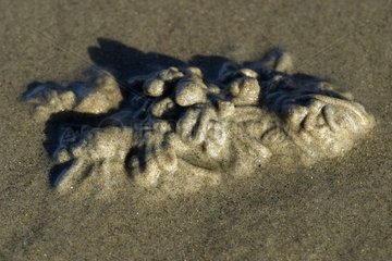 Déjections de ver arénicole sur le sable Wimereux France