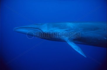 Sei Whale is swimming below the surface Pico island Azores