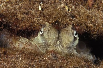 Sorgfältiger Oktopus versteckte sich in seinem Burrow Australia